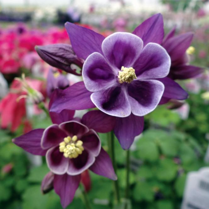 (Columbine) Aquilegia vulgaris Winky Single Purple - White from Swift Greenhouses