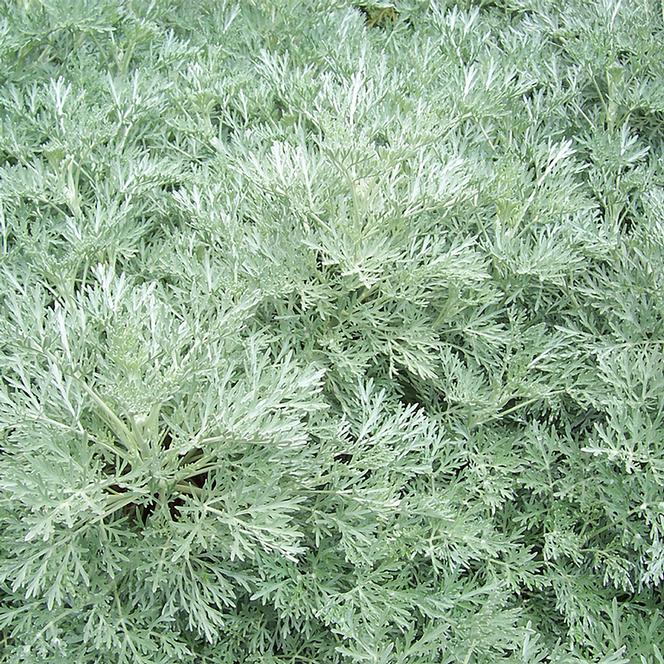 (Wormwood) Artemisia arborescens x absinthium Powis Castle from Swift Greenhouses