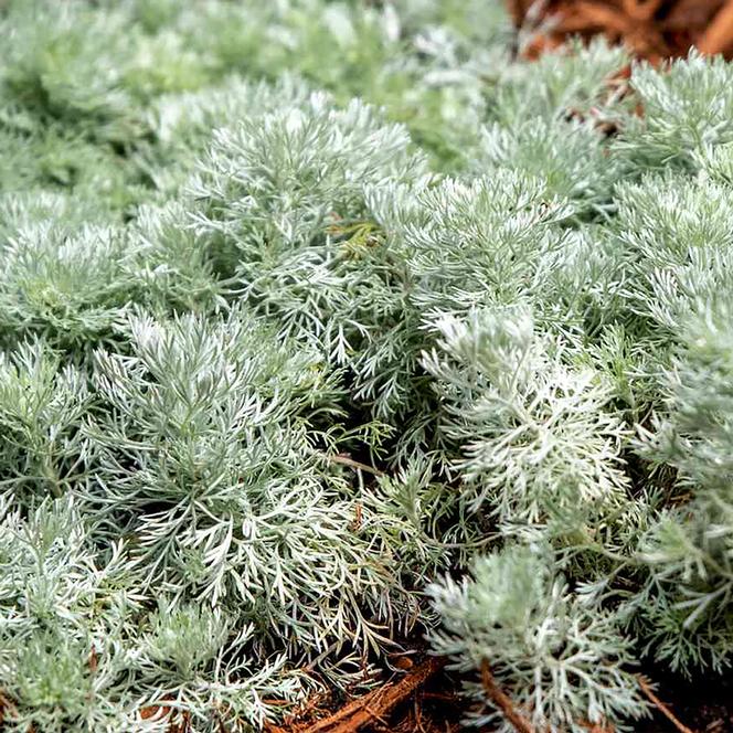 (Wormwood) Artemisia schmidtiana Silver Mound from Swift Greenhouses