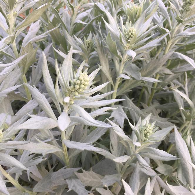 (Wormwood) Artemisia ludoviciana Valerie Finnis from Swift Greenhouses