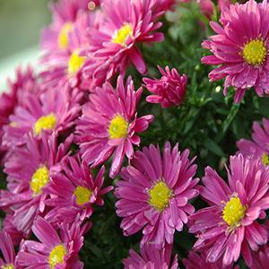 PPAF Aster Kickin® Carmine Red from Swift Greenhouses