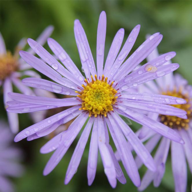  Aster frikartii Monch from Swift Greenhouses