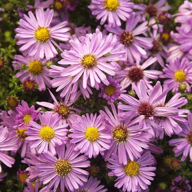  Aster dumosus Wood's Pink from Swift Greenhouses