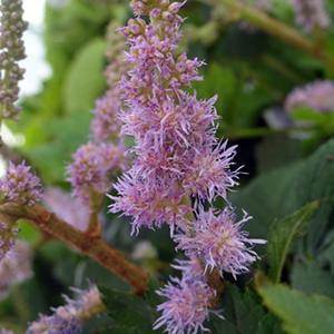 (False Spirea) Astilbe chinensis Pumila from Swift Greenhouses