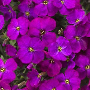 (Rock Cress) Aubrieta hybrida Audrey Purple Shades from Swift Greenhouses