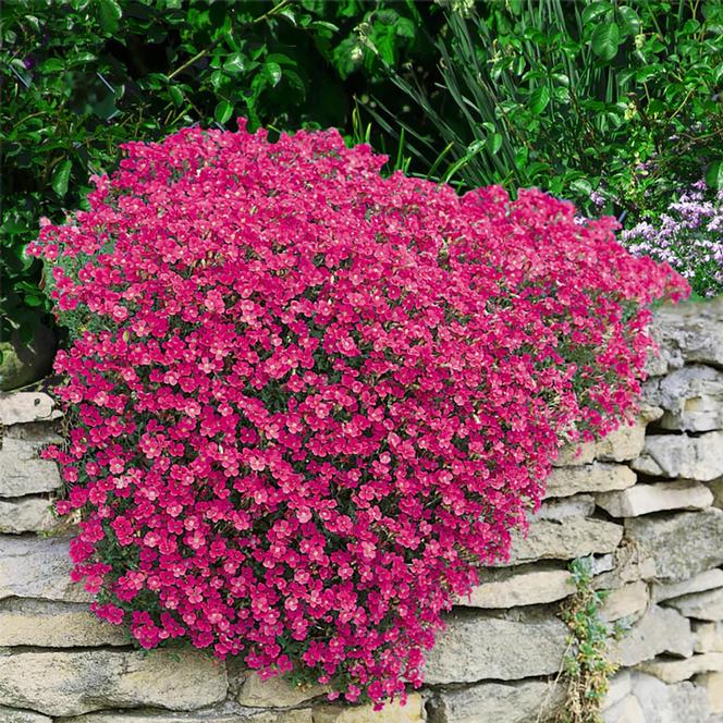 (Rock Cress) Aubrieta hybrida Cascade Red from Swift Greenhouses