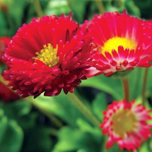 (English Daisy) Bellis perennis Bellissima® Red from Swift Greenhouses