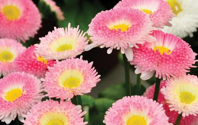 (English Daisy) Bellis perennis Bellissima® Rose Bicolor from Swift Greenhouses