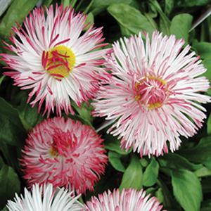 (English Daisy) Bellis perennis Habanera White with Red Tips from Swift Greenhouses