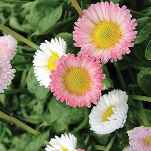 (English Daisy) Bellis perennis Pomponette Mix from Swift Greenhouses