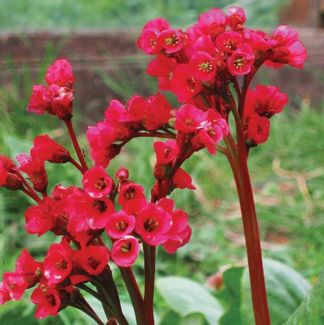 (Pigsqueak) Bergenia cordifolia Red Beauty from Swift Greenhouses
