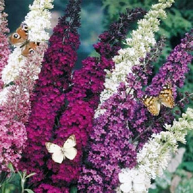 (Butterfly Bush) Buddleia davidii Butterfly Hybrids Mix from Swift Greenhouses