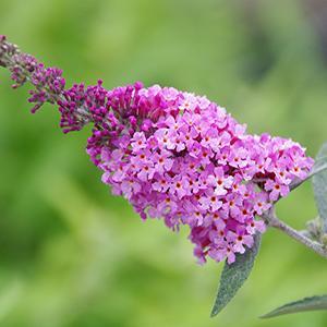 (Butterfly Bush) PPAF Buddleia davidii Buzz™ Soft Pink from Swift Greenhouses