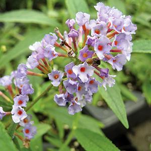 (Butterfly Bush) Buddleia davidii Petite Purple from Swift Greenhouses