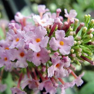 (Butterfly Bush) Buddleia davidii Pink Delight from Swift Greenhouses
