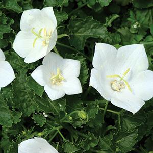 (Bellflower) Campanula carpatica Pearl White from Swift Greenhouses
