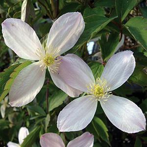  Clematis montana var. Rubens from Swift Greenhouses