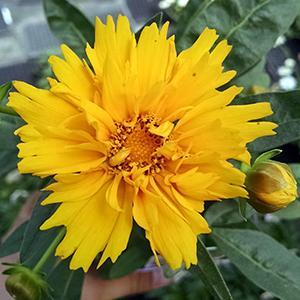 (Tickseed) Coreopsis grandiflora Early Sunrise from Swift Greenhouses