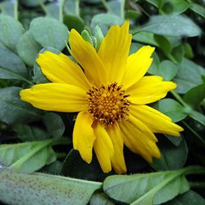 (Mouse-Eared Tickseed) Coreopsis auriculata Nana Elfin Gold from Swift Greenhouses
