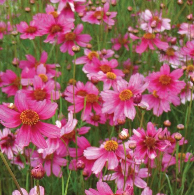 (Threadleaf Coreopsis) Coreopsis verticillata Rosea from Swift Greenhouses