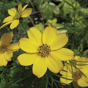 (Threadleaf Coreopsis) Coreopsis verticillata Zagreb from Swift Greenhouses