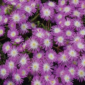(Ice Plant) PP # 25,572 Delosperma Wheels of Wonder™ Violet Wonder from Swift Greenhouses