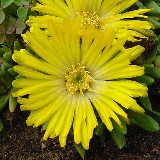 (Ice Plant) Delosperma congestum Yellow from Swift Greenhouses