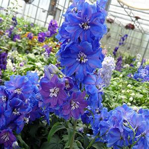 (Larkspur) Delphinium elatum Guardian Blue from Swift Greenhouses