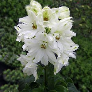 (Larkspur) Delphinium elatum Guardian White from Swift Greenhouses