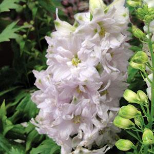 (Larkspur) Delphinium elatum Magic Fountains Cherry Blossom from Swift Greenhouses