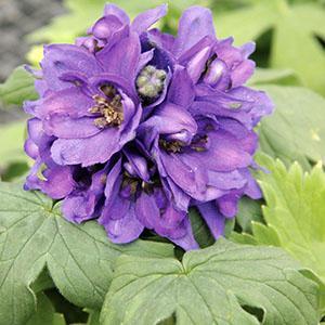 (Larkspur) Delphinium elatum Magic Fountains Dark Blue/Dark Bee from Swift Greenhouses