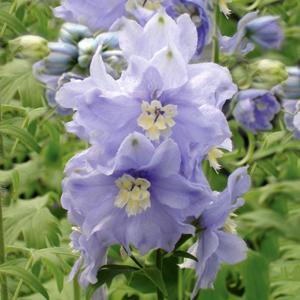 (Larkspur) Delphinium elatum Magic Fountains Lavender/White Bee from Swift Greenhouses
