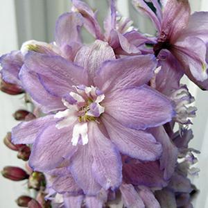 (Larkspur) Delphinium elatum Magic Fountains Lilac Pink/White Bee from Swift Greenhouses