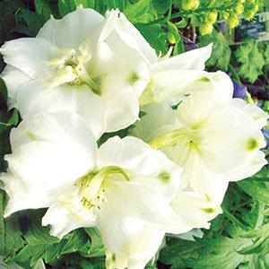 (Larkspur) Delphinium elatum Magic Fountains Pure White from Swift Greenhouses