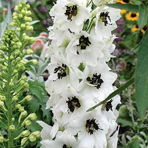 (Larkspur) Delphinium elatum Magic Fountains White/Dark Bee from Swift Greenhouses