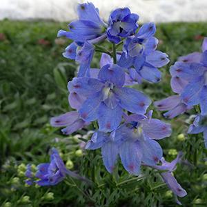 (Larkspur) Delphinium grandiflorum Summer Blues from Swift Greenhouses