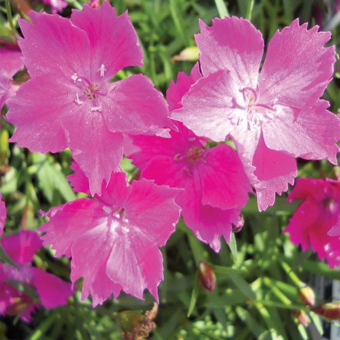 (Hybrid Pinks) Dianthus hybrida Beauties® Kahori from Swift Greenhouses