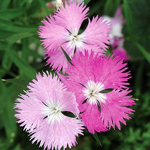 (Hybrid Pinks) Dianthus hybrida First Love® from Swift Greenhouses