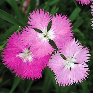 (Hybrid Pinks) Dianthus hybrida Pink Shades from Swift Greenhouses