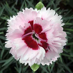 (Hybrid Pinks) PP # 16,029 Dianthus hybrida Scent First® Raspberry Surprise from Swift Greenhouses