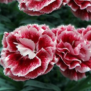 (Hybrid Pinks) PP # 21,398 Dianthus hybrida Scent First® Sugar Plum from Swift Greenhouses