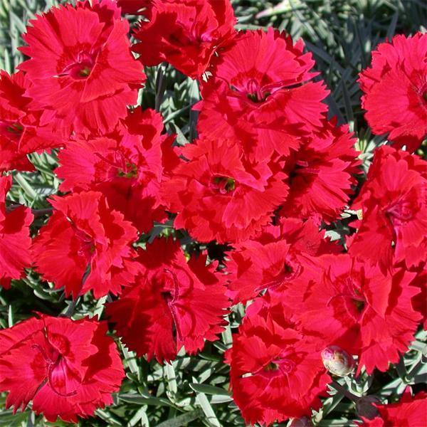 (Hybrid Pinks) PP # 33,421 Dianthus hybrida Star™ Fire Improved from Swift Greenhouses