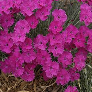 (Hybrid Pinks) PP # 33,462 Dianthus hybrida Star™ Neon Improved from Swift Greenhouses