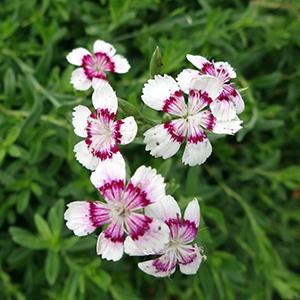 (Maiden Pinks) Dianthus deltoides Arctic Fire from Swift Greenhouses