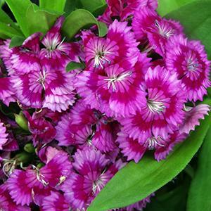 (Sweet William) Dianthus barbatus Barbarini™ Purple Bicolor from Swift Greenhouses