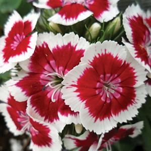 (Sweet William) Dianthus barbatus Barbarini™ Red Picotee from Swift Greenhouses