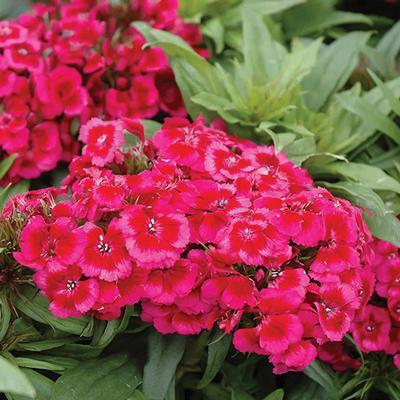 (Sweet William) Dianthus barbatus Barbarini™ Red Rose Bicolor from Swift Greenhouses