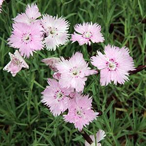 (Cheddar Pinks) Dianthus gratianopolitanus Bath's Pink from Swift Greenhouses