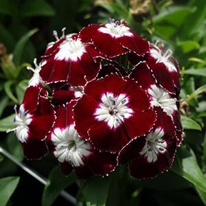 (Sweet William) Dianthus barbatus Beauty Homeland from Swift Greenhouses