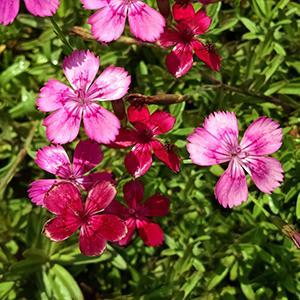 (Maiden Pinks) Dianthus deltoides Brilliant from Swift Greenhouses